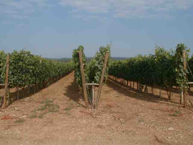 Vigne en lyre